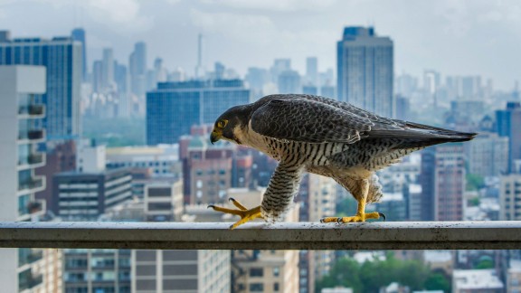 绝地求生辅助技术示意图